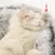 HOOPET Новый Стиль Pet Dog Cat Bed Круглая Плюшевая Кошка Теплая Кровать Дом Мягкая Длинная Плюшевая Кровать Для Маленьких Собак Для Кошек Гнездо 2 В 1 Кошачья Кровать