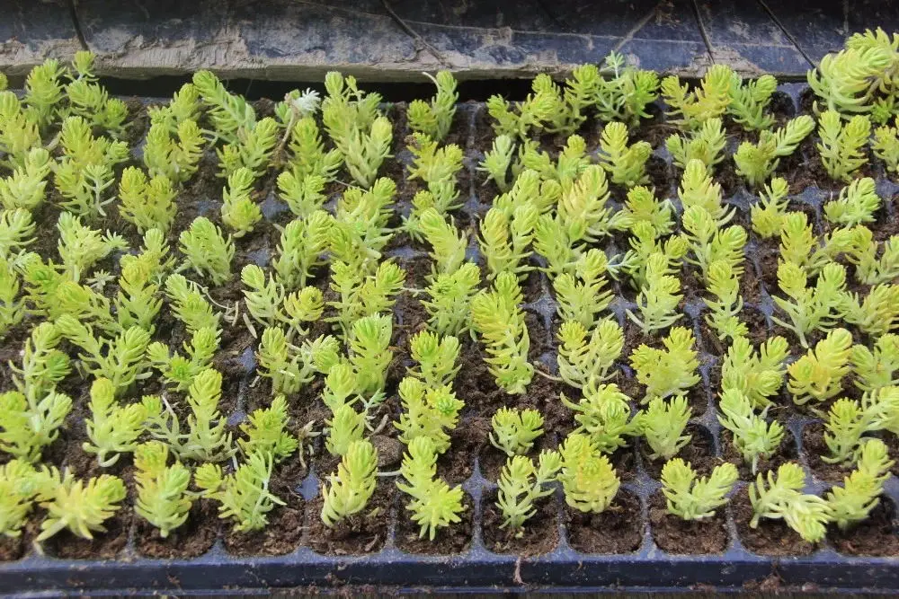 HTB1I5qoKACWBuNjy0Faq6xUlXXaF.jpg__看图王.web