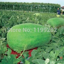 Акция! Большой зеленый тип кожи-Тайваньская гигантская Корона-арбуз Oosweet дыни фрукты semillas