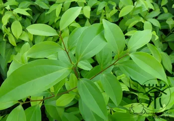 

Cinnamomum Pedunculatum Japanese Cinnamon Tian-Zhu-Gui