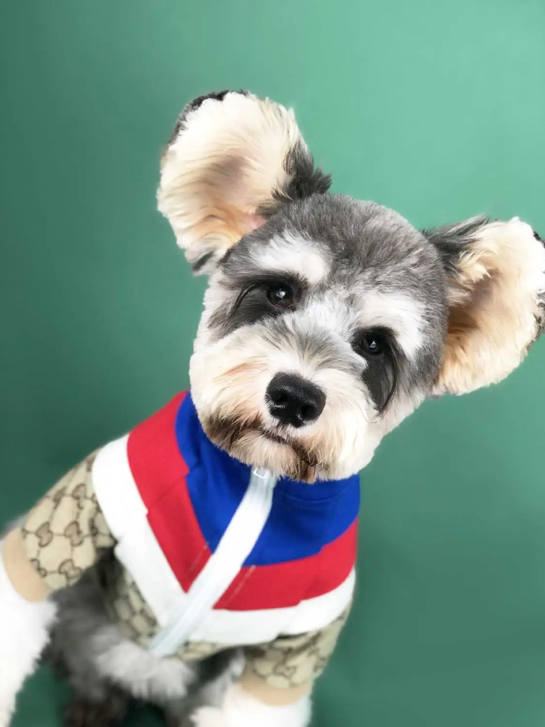 schnauzer sweater