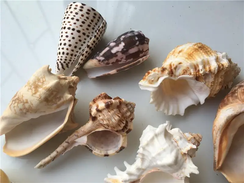 20 шт натуральные раковины, маленькие морские раковины, Морская раковина, декоративная раковина, морские смешанные ракушки, материалы для рукоделия