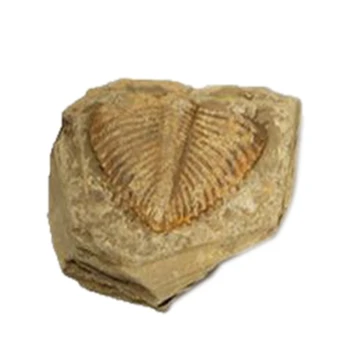 

NEW-1 PC Natural Trilobite Tail Fossil Ancient Fossils Teaching Specimens Collection