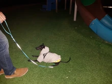 Pet-Dog-Clothes Clothing Coat Jacket Outfit Pets-Puppy-Costume French Bulldog Small Dogs