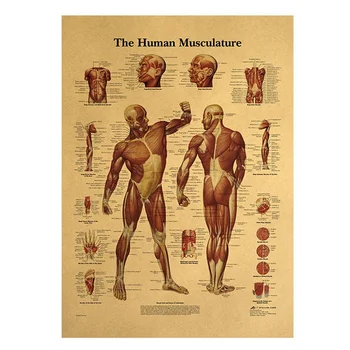 

Human Anatomy Muscles System Art Poster Print Body Map Canvas Wall Pictures for Education Home Decor