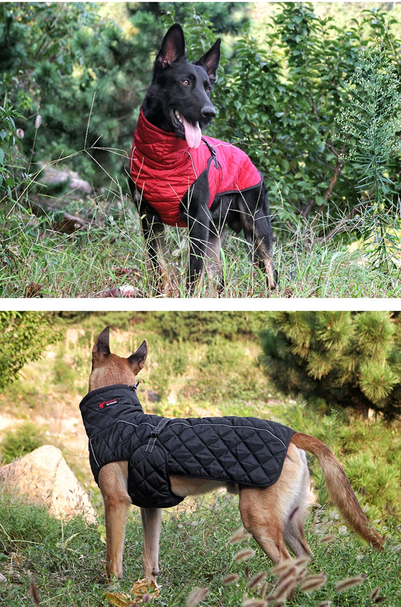clothes for dog