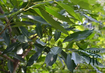 

Cleistocalyx Operculatus Syzygium Operculatum Shui-Weng