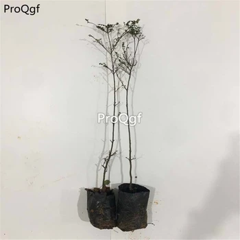 

Prodgf 1Pcs A Set Pterocarpus santalinus