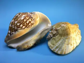 

Decoration wedding scenery seashell craft natural seashell