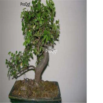

Ngryise 500Pcs A Set Ulmus parvifolia