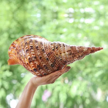 

Natural Conch Shells Ornaments Mediterranean Specimens Shells Starfishes Sea Snail Creative Gifts New Micro-landscape Ornaments