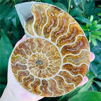 

AAA+600g Natural AMMONITE PRETTY NAUTILUS MADAGASCAR FOSSIL SPECIMEN HEALING free shipping