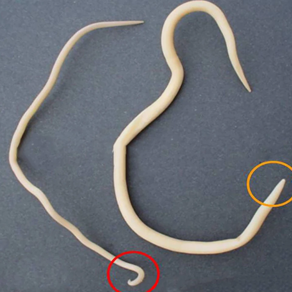 PET Surgical Instruments