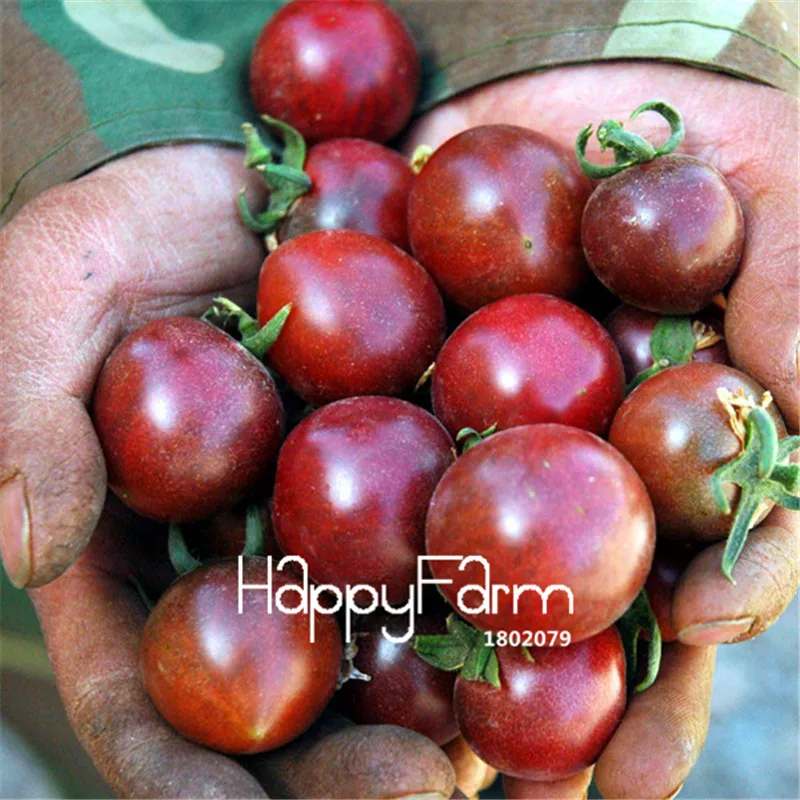 New Fresh 20 Pcs/Lot Rainbow Tomato Plants, bonsai organic vegetable& fruit Plantas,potted plant for home&garden - Цвет: 7
