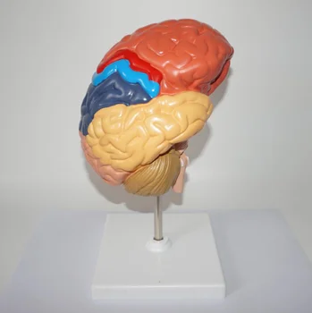 

Half part Human brain anatomy model