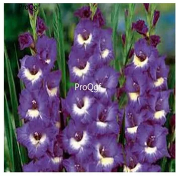 

Ngryise 60Pcs A Set Vaniot Houtt gladiolus