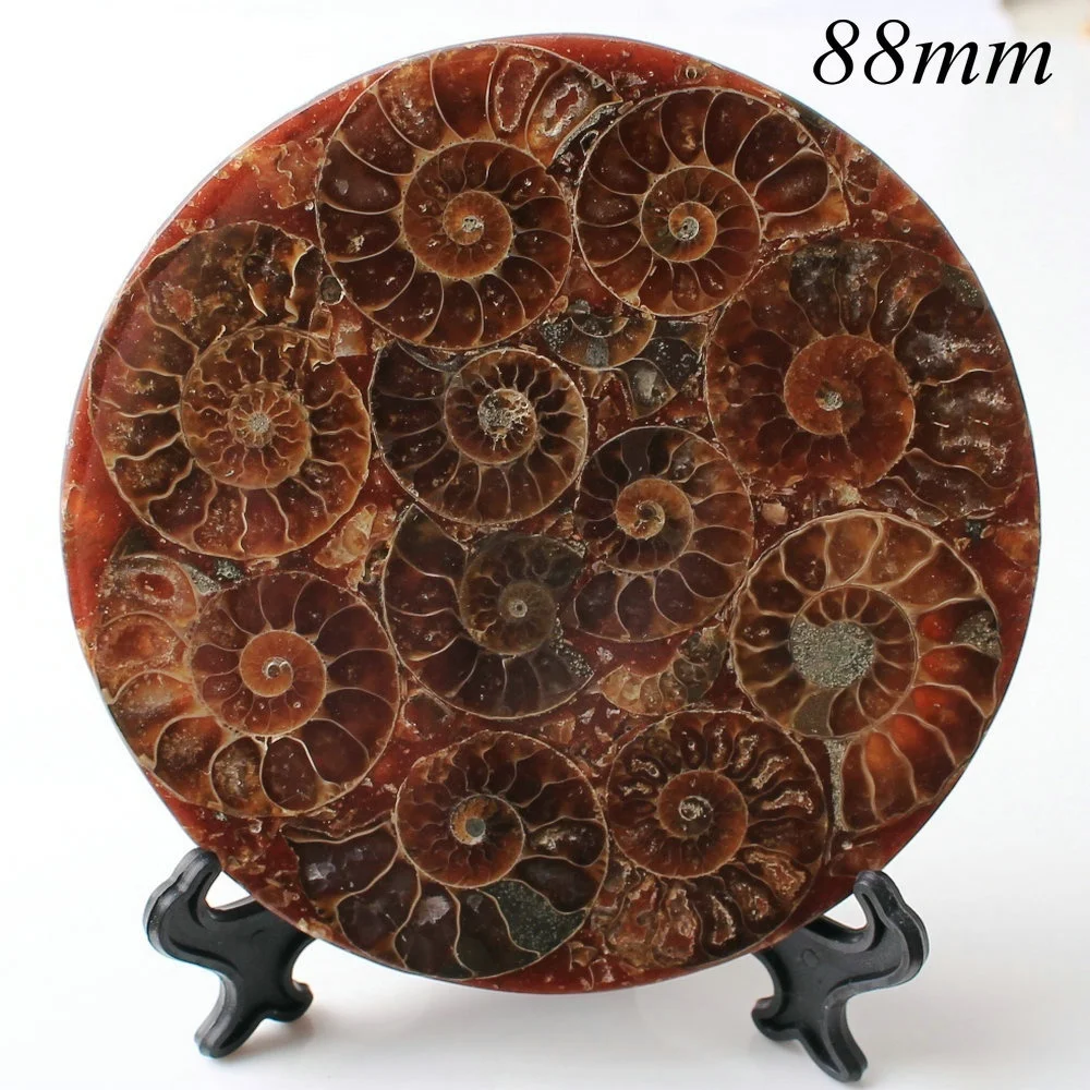1 шт. аммонит Fossil Shell пластина Бесплатный диск коллекция домашний декор - Цвет: 88mm diameter