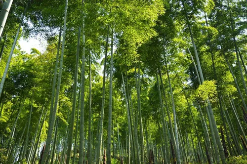 HD печатная Картина Настенная художественная рамка 1 шт., японский бамбуковый лес, горные дорожки, картина, домашний декор, Отправлено 24 часа - Цвет: Светло-зеленый