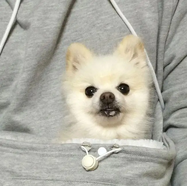 mewgaroo-pet-pocket-hoodie-17593_2000x