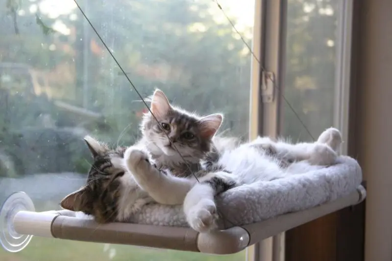 DROPSHIP Cute Pet Hanging Beds Bearing 20kg Cat Sunny Window Mount Pet Cat Hammock Seat Comfortable Cat Pet Bed Shelf Seat Beds