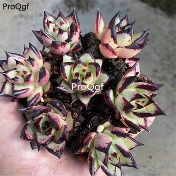 

Ngryise 10Pcs A Set Echeveri agavoides ebony