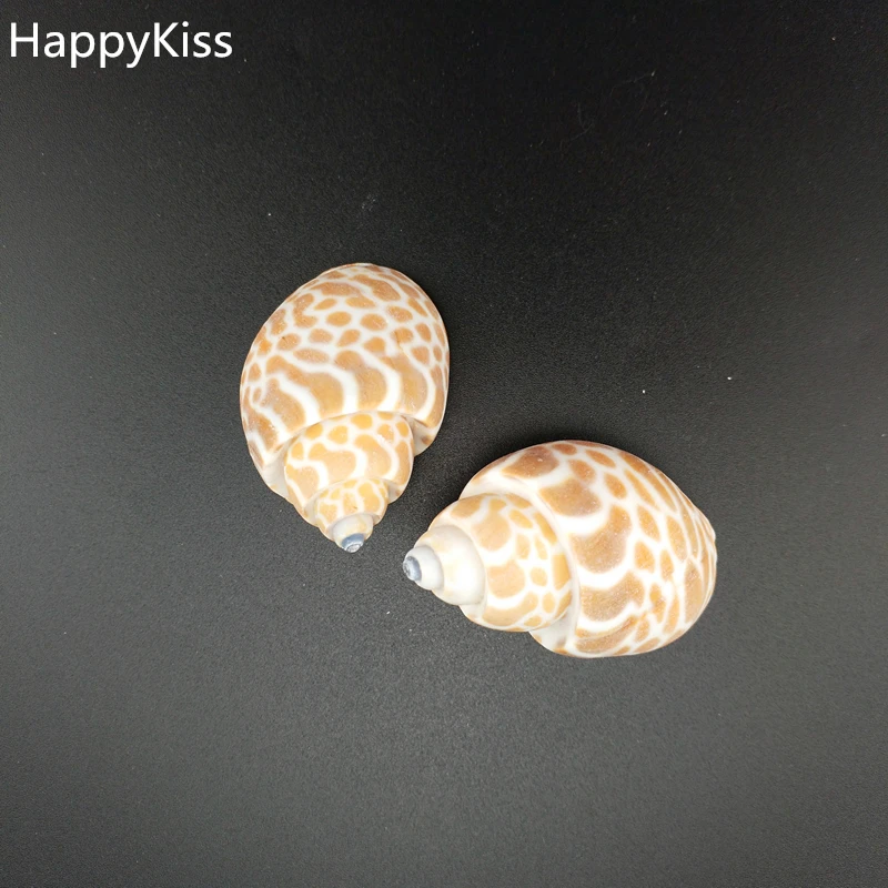 HappyKiss 2pcs big Natural conch shells bandits screw drift seafish accessories platform microscopic potted creative sea conch