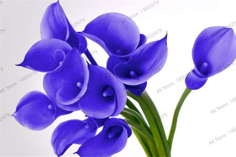 5 103 шт смешанные цвета Calla, calla lily plantas, редкий прекрасный бонсай цветок Флорес, горшок для домашнего сада и двора - Цвет: 5