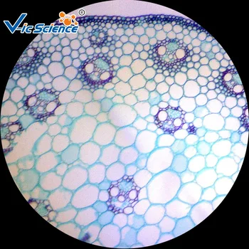 100PCS Microscope Prepared Slides for Teaching and Medical expriments 100PCS Microscope Prepared Slides for Teaching and Medical expriments