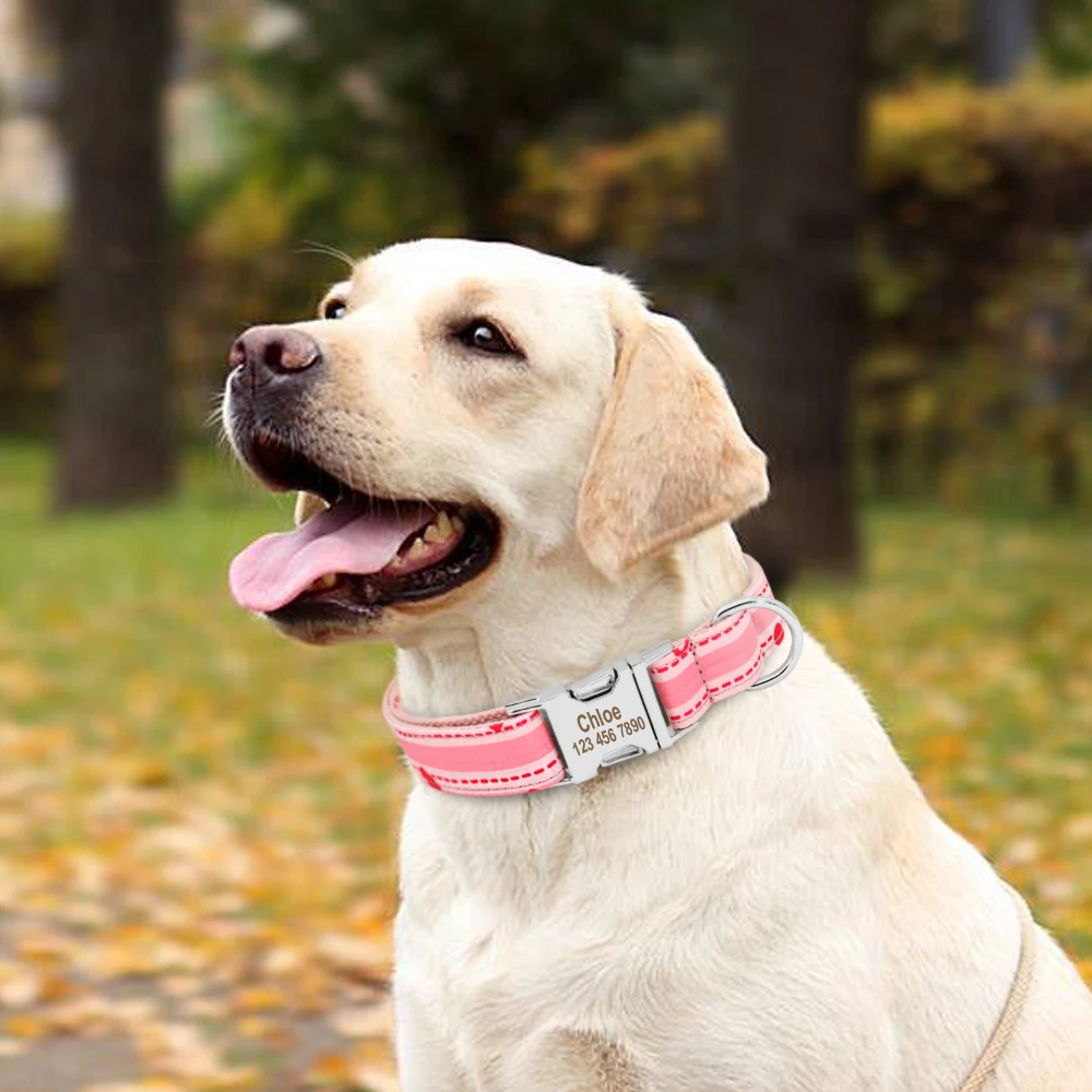 Лабрадор ретривер породы собак. Лабрадор ретривер бежевый. Лабрадор ретривер. Лабрадор ретривер виды. Лабрадор ретривер виды.