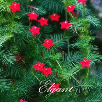 

Plant Flower Bath Salts Red Cypress Vine Flowers Essence 100Pcs XZZ-277