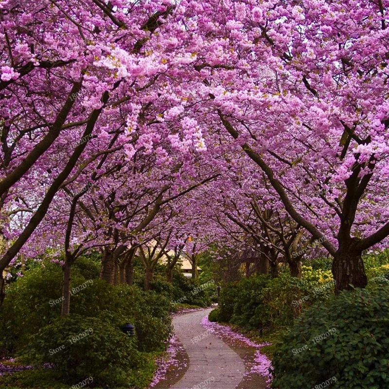 15 шт./пакет, редкие Sakura flores, Вишневое дерево растения, в японском стиле, большая сорта бонсай растения для дома и сада