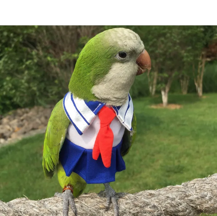 Одежда с попугаем, оригинальная ручная работа, одежда с птицами, милый костюм, блейзеры для Cockatiel Sun Parakeet Monk Parakeet Macaw Cockatoo