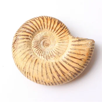 

1PC Natural Rough Ammonite Yellow Mud Ammonite Ocean Animal Shell Conch Fossil Mineral Specimen