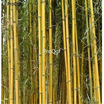 

Prodgf 1000Pcs A Set Phyllostachys aureosulcata