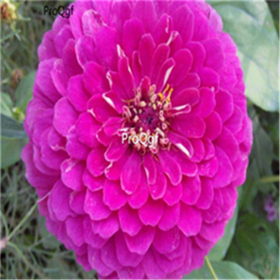 Ngryise 2000 шт набор Zinnia elegans