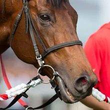 Конные скачки, оборудование из нержавеющей стали, конные скачки из нержавеющей стали, конные скачки из меди