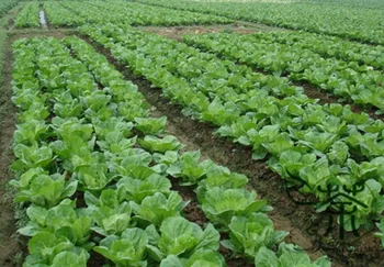 

Brassica Rapa Peking Cabbage Napa Cabbage Da-Bai-Cai