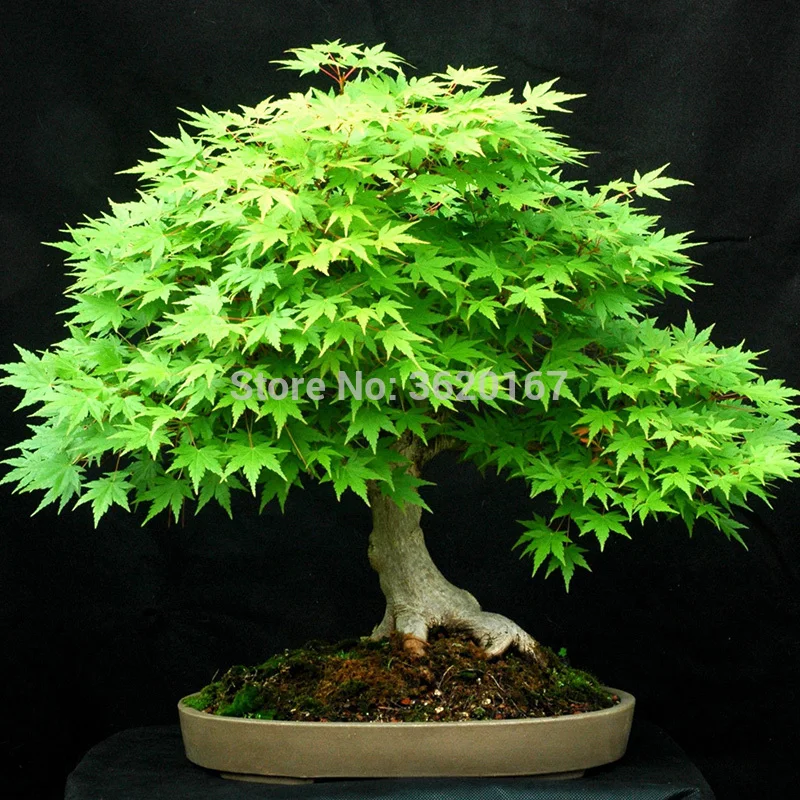 20 шт./пакет Mix Красочные Japanses кленовое дерево Seedplants бонсай растения DIY горшечные растения для дома см балкон
