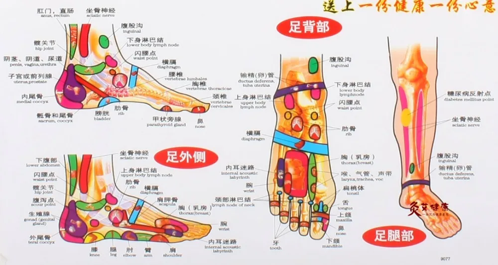 Chart of the foot reflective zone health therapy Massage acupuncture acupoints Medical study Chinese-English 68*48cm Waterproof