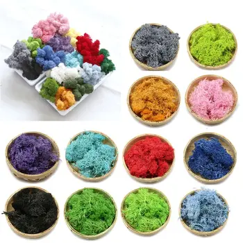 

200g Preserved Forest Moss Fresh Green Floral Moss Dressing Potted Plants Fairy Garden Terrariums Epoxy Resin Art Crafts