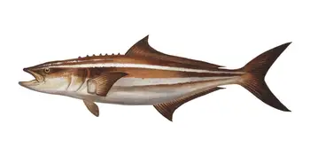 

Aliauto Personality Car Sticker Carp Fishing Hook Decal Vinyl Decal Decor Art Fish Fishermen Stickers Cover Scrath,20cm*7cm