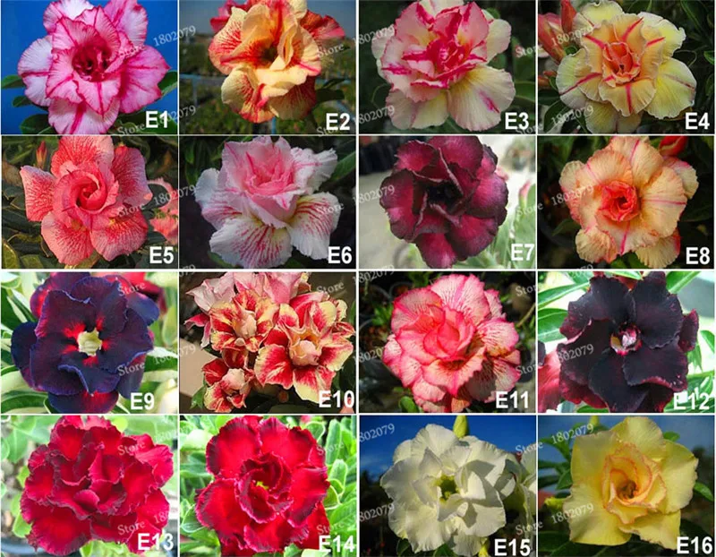 Настоящий Adenium obesum flores, 12 шт., растения в виде Розы в пустыне, 100 видов смешанных бонсай, многолетние растения для дома и сада