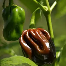 100 шт органические Habanero шоколадный перец бонсай садовые овощи