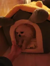 Bed-Mat Basket Kennel Sofa Dog-House Cat-Nest Puppy Cave Foldable Small Chihuahua Pet-Products