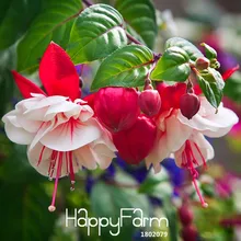 Горячая! 9 видов цветов фуксии многолетний цветок бонсай горшечные цветы DIY посадки колокольчик цветочный сад-100 шт./лот,# 55KM0T