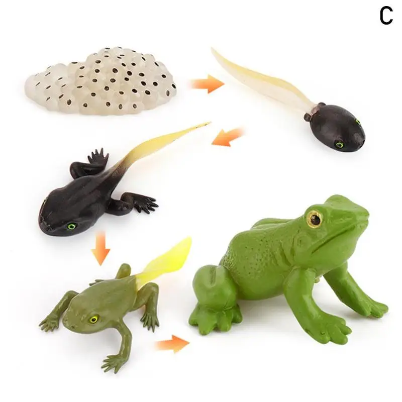 Figuras de acción de animales de hormiga para niños, simulación de crecimiento de pollos, insectos, ranas, crecimiento de ciclo de vida, modelo de figuras de acción