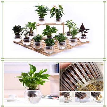 

Hydroponic Plant Net Cups Cultivation Colonization Orchids 50PCS Vegetable