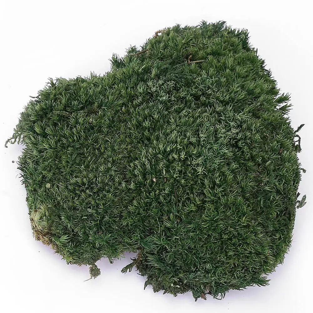 

PRESERVED POLE MOSS - BULK BOX - 1sqm - NATURE DARK GREEN