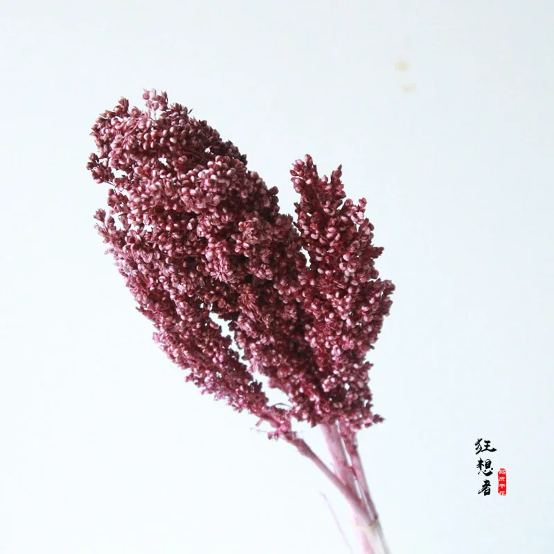 

Deploys Dreamers [Color Really Sorghum] MORI Series Natural Dried Flower Really Flower Shop Restaurant Plug Floral Home Decorati