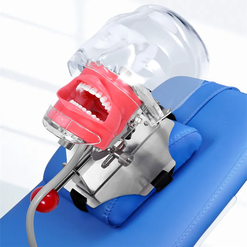 

1pcs Head Model Dental Simulator Teeth Model Can Installed On The Pillow Of The Dental Chair Dentistry Root Canal Teaching Tools